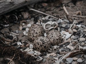 Oystercatchers Eggs in Nest
