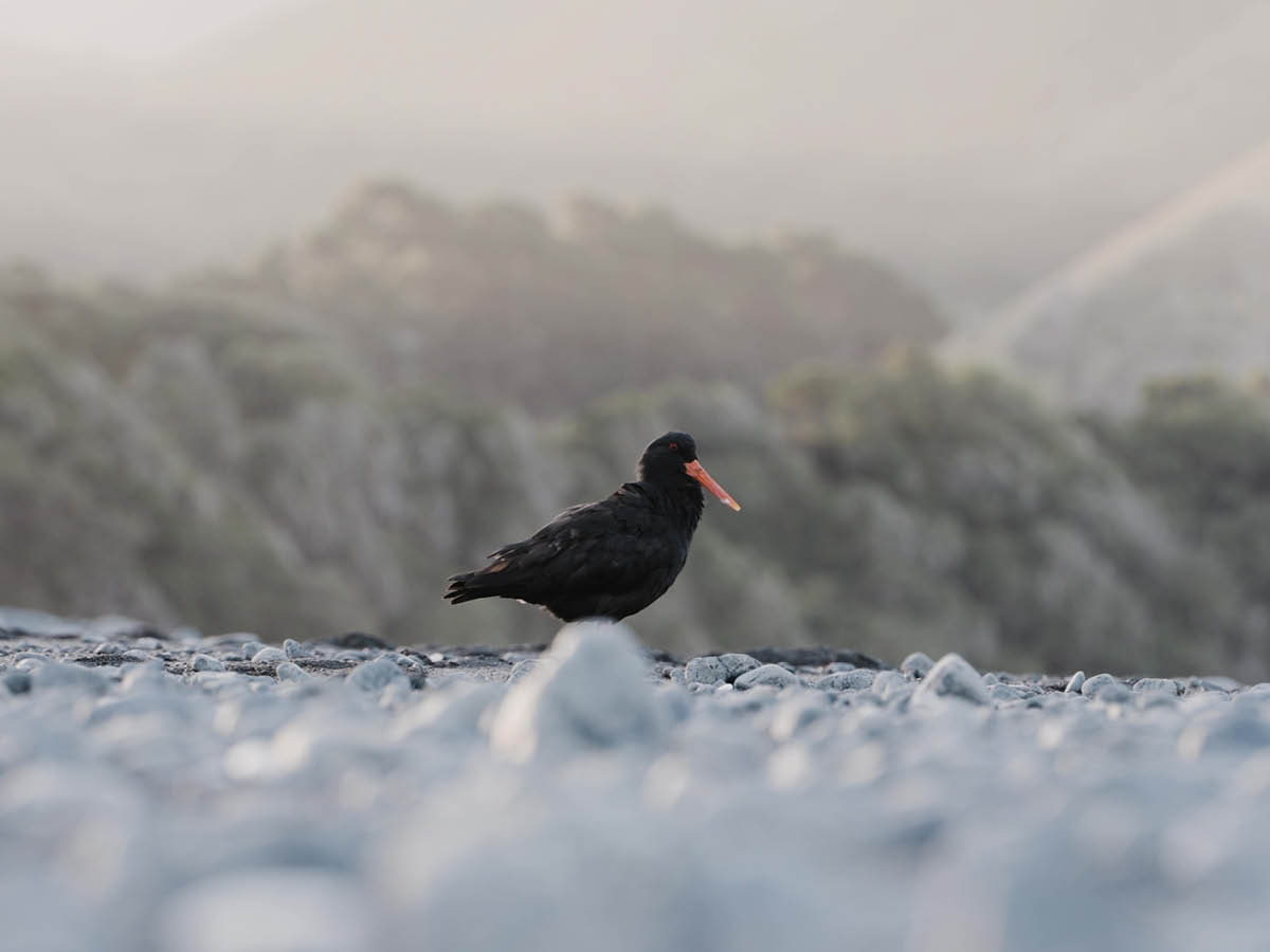 MARLBOROUGH SEABIRDS' NESTING SUCCESS! - The Better Half