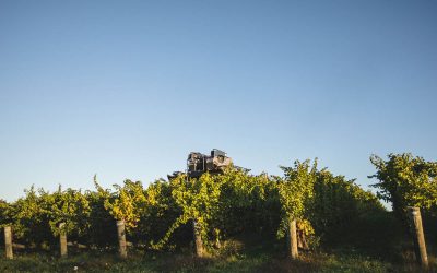 MARLBOROUGH’S 2023 HARVEST
