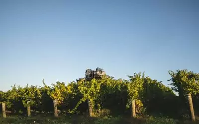 MARLBOROUGH’S 2023 HARVEST