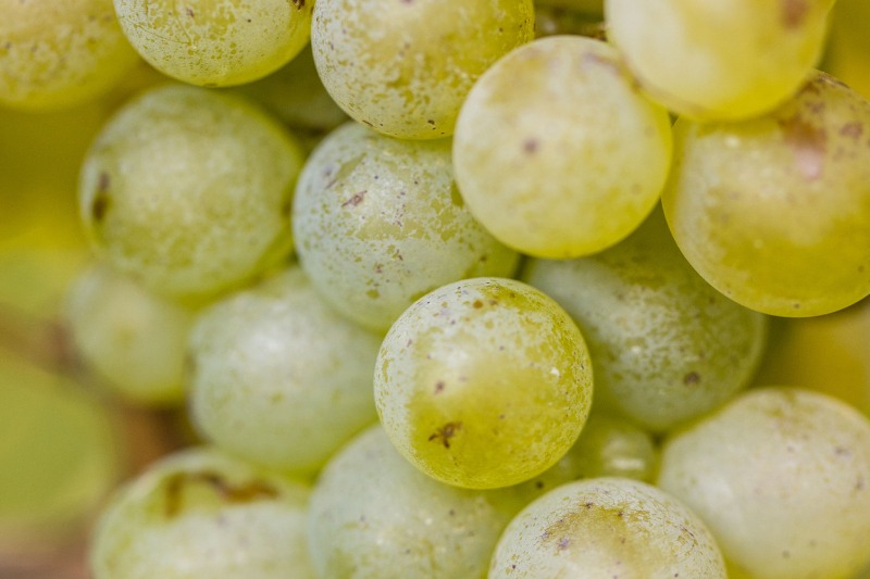 green-grapes TWSBMachine