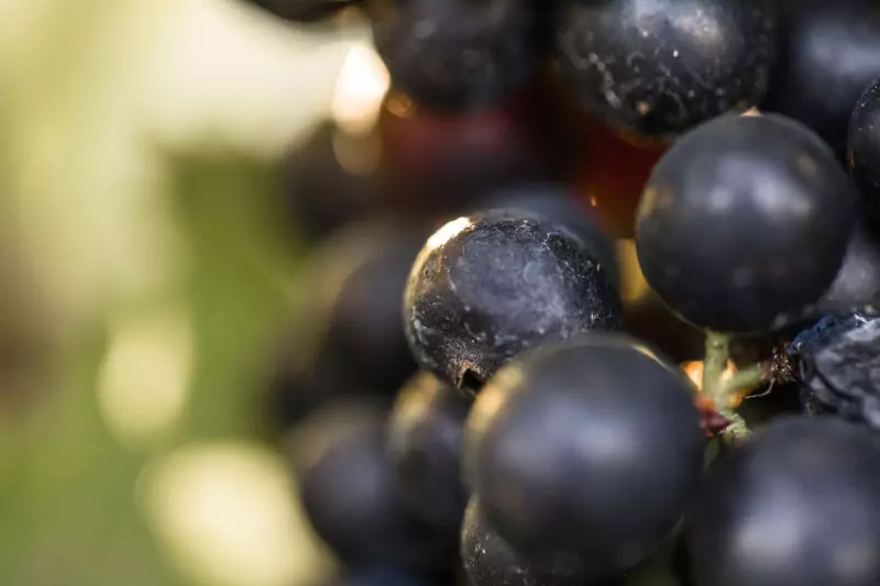 red-grapes TWSBMachine