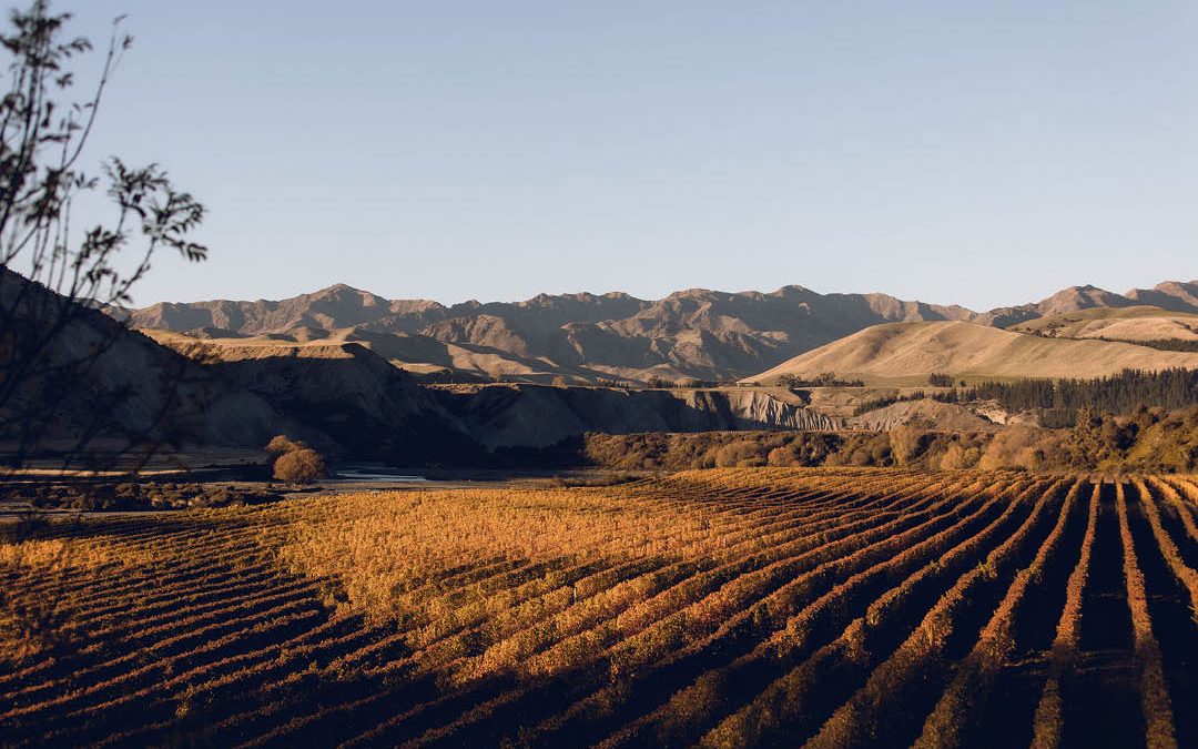MARLBOROUGH’S 2024 HARVEST