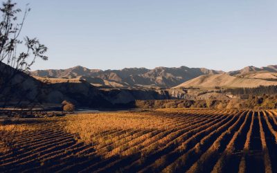 MARLBOROUGH’S 2025 HARVEST