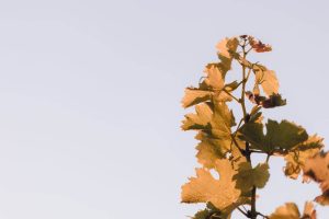 Harvest 242