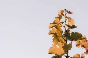 Harvest 242
