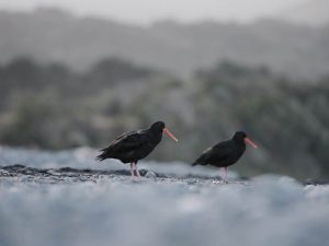 Wordpress blog featured image11 Two Variable Oystercatchers on a Marlborough Beach