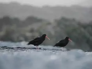 Wordpress blog featured image11 Two Variable Oystercatchers on a Marlborough Beach