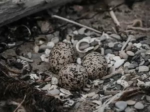 Wordpress blog featured image2 Oystercatchers Eggs in Nest