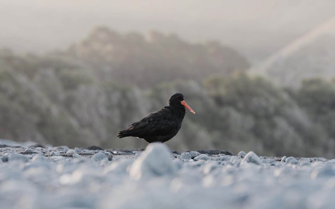 MARLBOROUGH SEABIRDS’ NESTING SUCCESS!