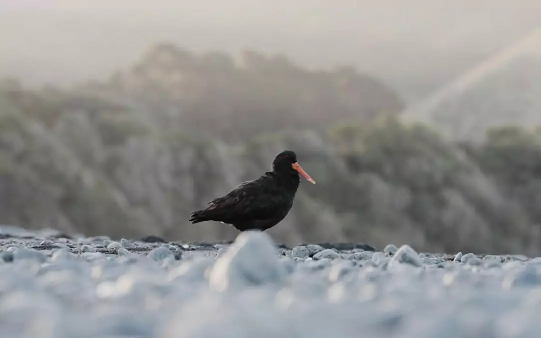 MARLBOROUGH SEABIRDS’ NESTING SUCCESS!