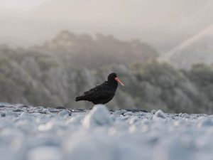 Wordpress blog featured image6 A Variable Oystercatcher on the beach