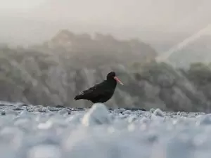 Wordpress blog featured image6 A Variable Oystercatcher on the beach