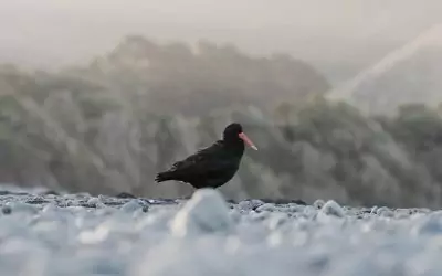 MARLBOROUGH SEABIRDS’ NESTING SUCCESS!