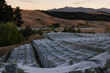 Harvest 25 Nets on the vines ahead of the Marlborough grape harvest