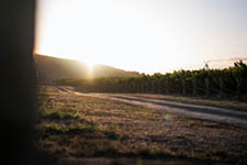 Marlborough Harvest 252 Sunrise at one of Marlborough's Southern Valley Vineyards