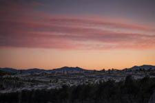 Harvest 253 Marlborough vineyard at sunrise, nets on Pinot Noir vines