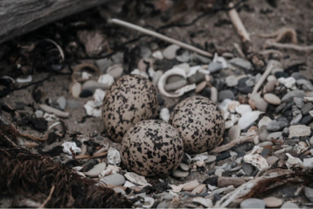 How to protect New Zealand Coastlines - Variable Oystercatchers nesting near Cape Campbell