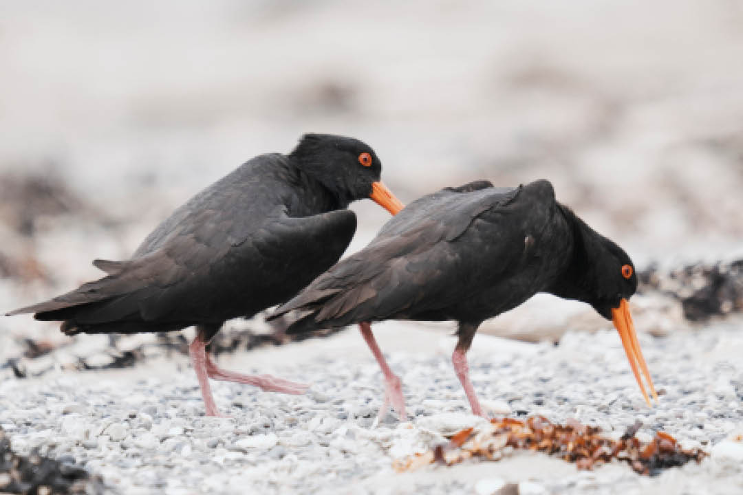How to protect New Zealand Coastlines - Variable Oystercatchers on Marfell's Beach