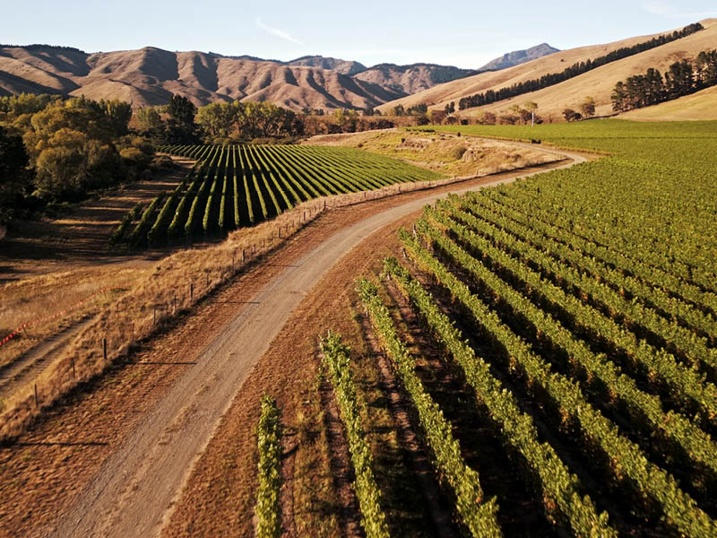 Marlborough vineyard at harvest time