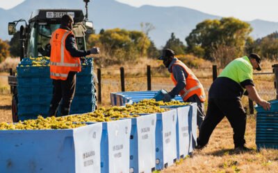 2026 MARLBOROUGH HARVEST. GREAT NEWS ALL ROUND.