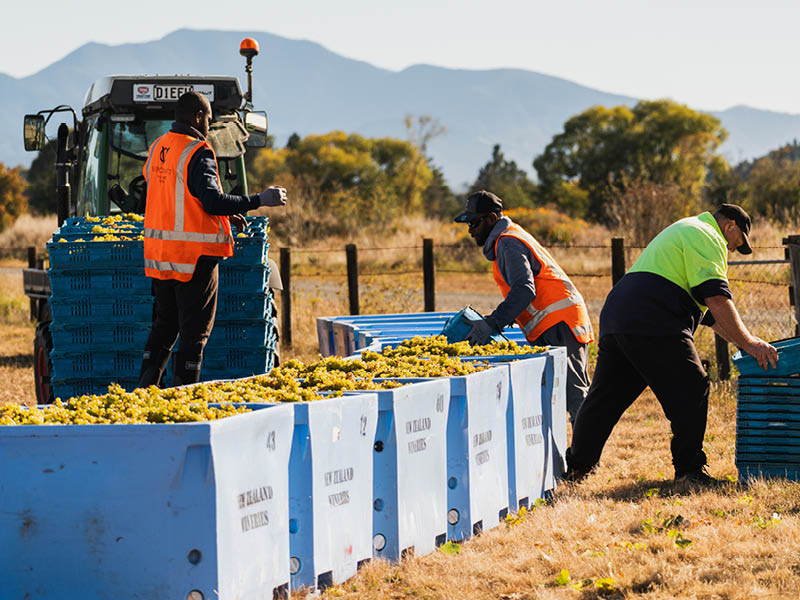Harvesting grapes in Marlborough